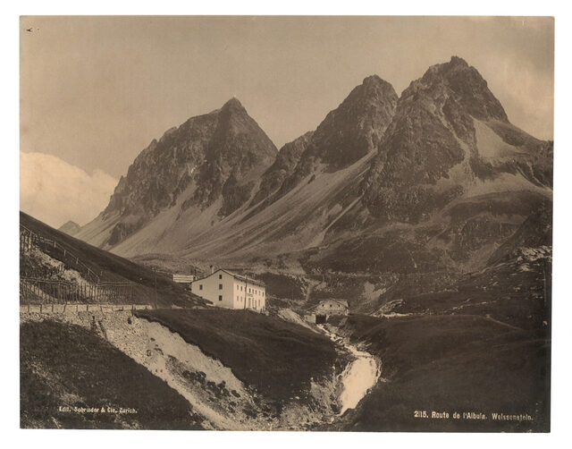 Albula